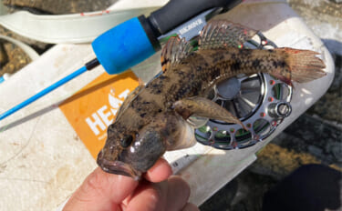 「20cm級マハゼが堂々浮上！」長良川河口の穴釣りで秋の高活性ハゼを狙う