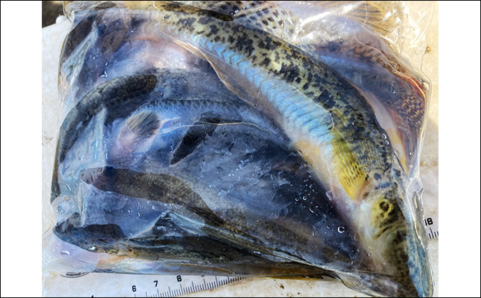 「20cm級マハゼが堂々浮上！」長良川河口の穴釣りで秋の高活性ハゼを狙う