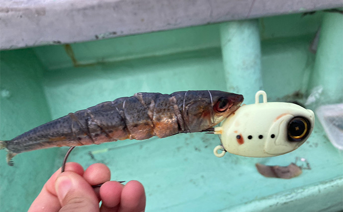 伊良湖水道タチウオ釣りで28本キャッチ【愛知・七福丸】天秤とテンヤどちらも連発！