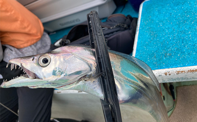 伊良湖水道タチウオ釣りで28本キャッチ【愛知・七福丸】天秤とテンヤどちらも連発！