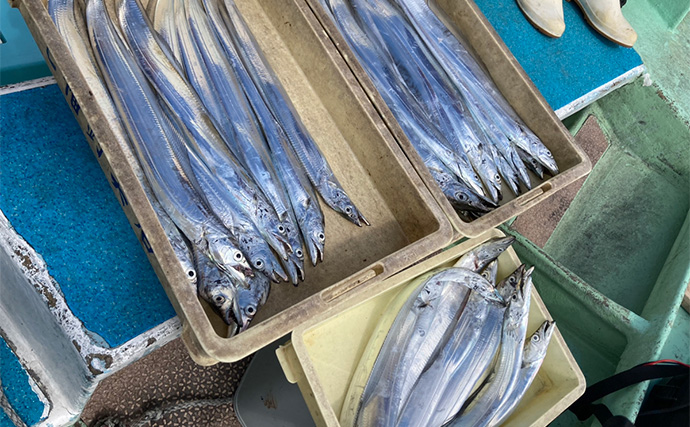 伊良湖水道タチウオ釣りで28本キャッチ【愛知・七福丸】天秤とテンヤどちらも連発！