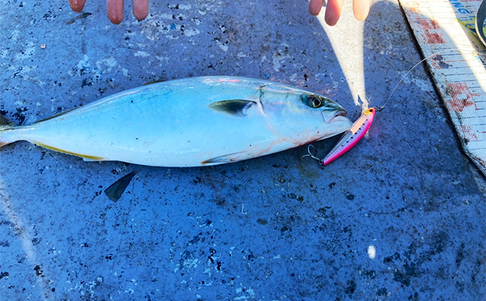 伊勢湾奥キャスティングゲームで「サワラカッター2発」の洗礼に泣く　ツバスは連発