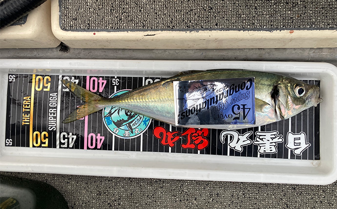 47cmギガアジ堂々浮上！【大阪】DEEPバチコンアジングで大型アジが船中連発