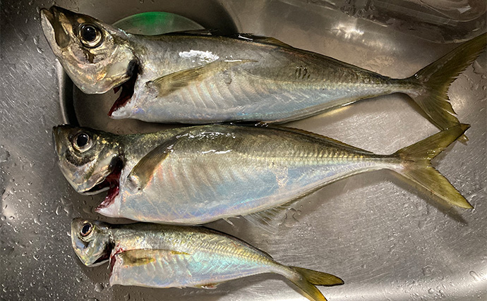 47cmギガアジ堂々浮上！【大阪】DEEPバチコンアジングで大型アジが船中連発