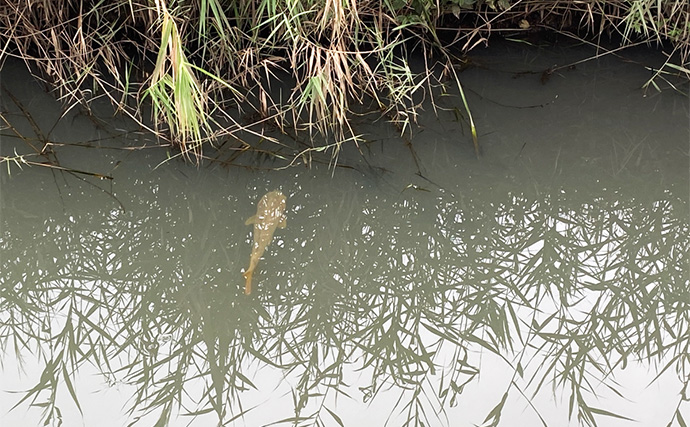 「淡水小物釣りハイシーズン到来！」身近な水路でフナやモロコの数釣りを満喫【埼玉】
