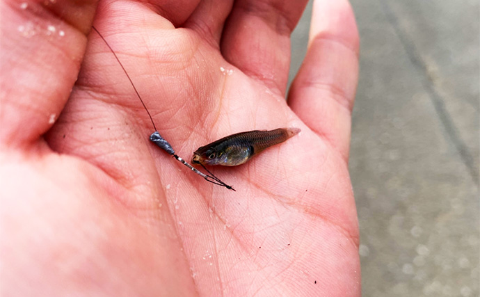 「淡水小物釣りハイシーズン到来！」身近な水路でフナやモロコの数釣りを満喫【埼玉】