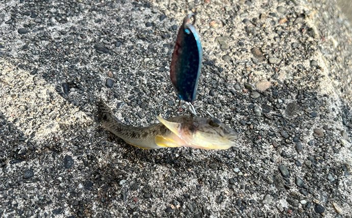 「浜名湖でダイソースプーンが大活躍！」チヌは不発もハゼが好反応【表鷲津湖岸公園】