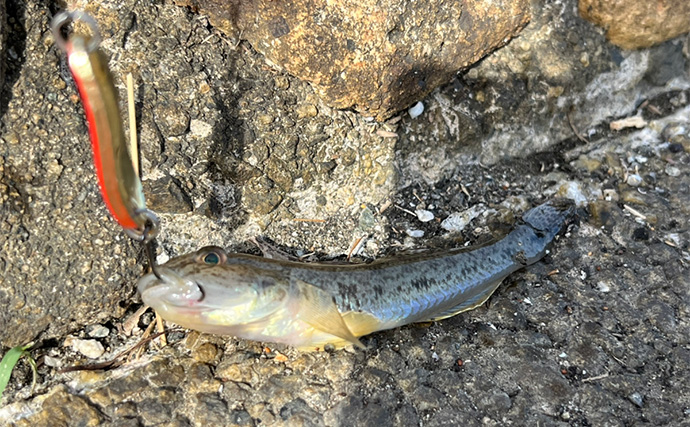 「浜名湖でダイソースプーンが大活躍！」チヌは不発もハゼが好反応【表鷲津湖岸公園】