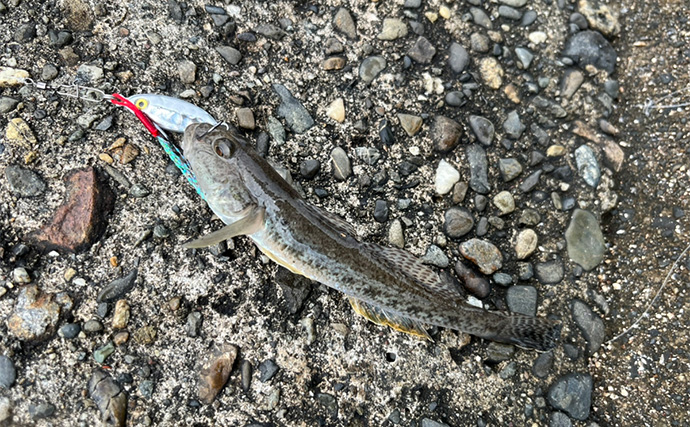 ダイソールアーだけで5魚種キャッチ達成！【静岡】メタルジグマイクロフラットは釣れる！