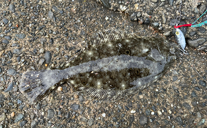 ダイソールアーだけで5魚種キャッチ達成！【静岡】メタルジグマイクロフラットは釣れる！