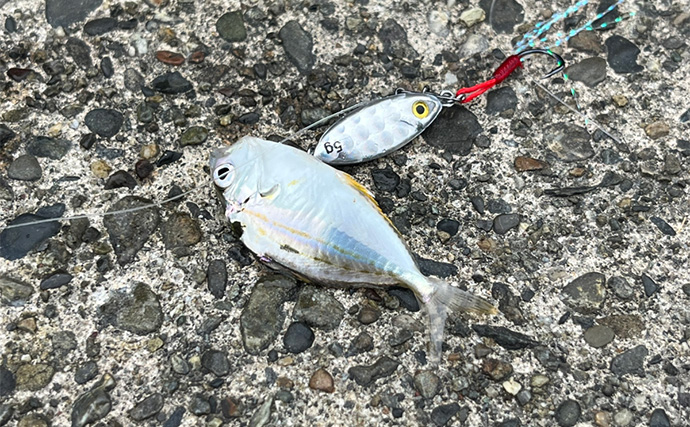 ダイソールアーだけで5魚種キャッチ達成！【静岡】メタルジグマイクロフラットは釣れる！