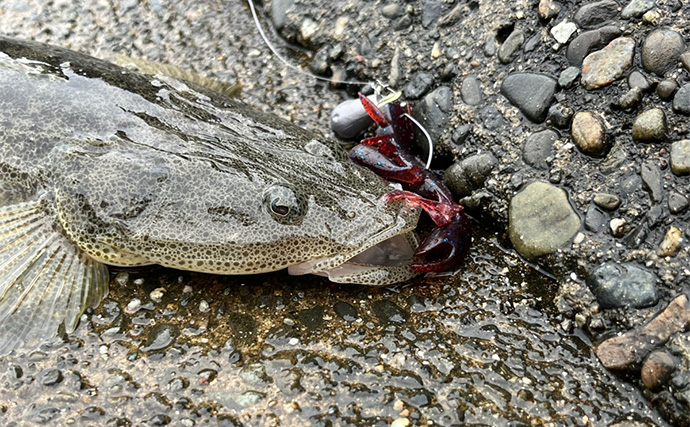 ダイソールアーだけで5魚種キャッチ達成！【静岡】メタルジグマイクロフラットは釣れる！