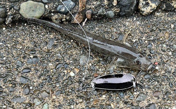 信頼と実績の「ダイソースプーン」ルアーでマゴチ連打【静岡】黒塗りカスタムが的中？