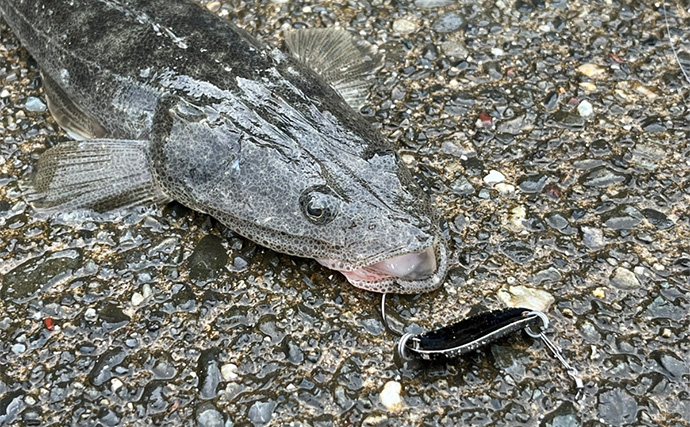 信頼と実績の「ダイソースプーン」ルアーでマゴチ連打【静岡】黒塗りカスタムが的中？