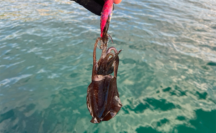 「エギングでイカのアタリが全く分からない・・」そんな人に試してもらいたい2つの対策