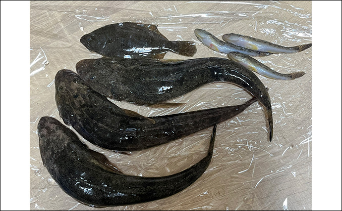 信頼と実績の「ダイソースプーン」ルアーでマゴチ連打【静岡】黒塗りカスタムが的中？