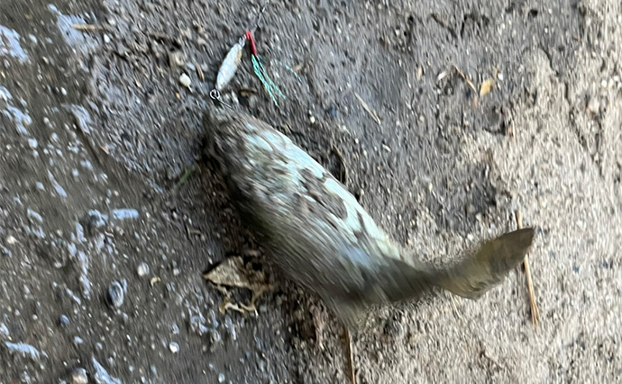 大人気ダイソールアー『メタルジグマイクロフラット』でスレきったバスを仕留める！【愛知】