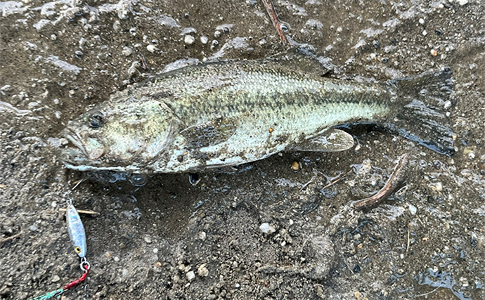 大人気ダイソールアー『メタルジグマイクロフラット』でスレきったバスを仕留める！【愛知】