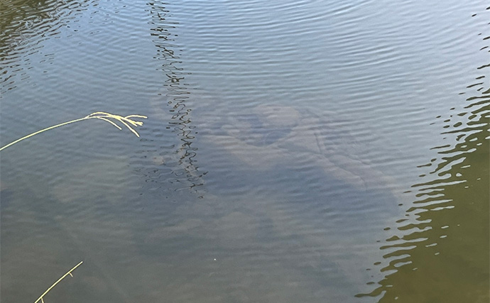 大人気ダイソールアー『メタルジグマイクロフラット』でスレきったバスを仕留める！【愛知】