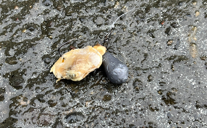 「冷凍アサリ＋直リグ＝アサリグ」でアタリ連発！【静岡】チヌにへダイをキャッチ成功