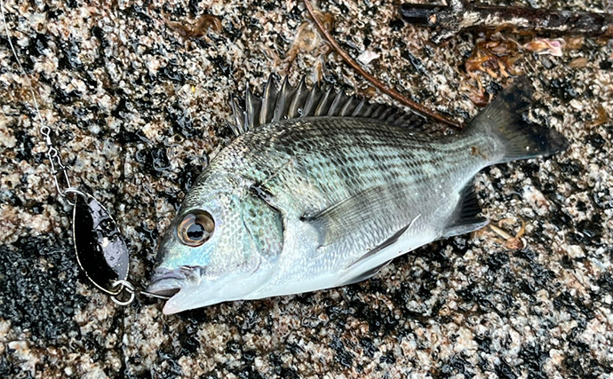 ネット通販の激安スプーンでチヌが釣れた！【浜名湖】地元の常連からの情報が決め手に