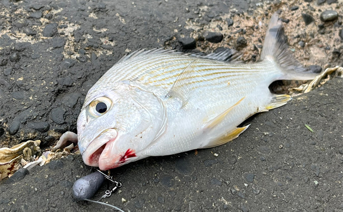 「冷凍アサリ＋直リグ＝アサリグ」でアタリ連発！【静岡】チヌにへダイをキャッチ成功