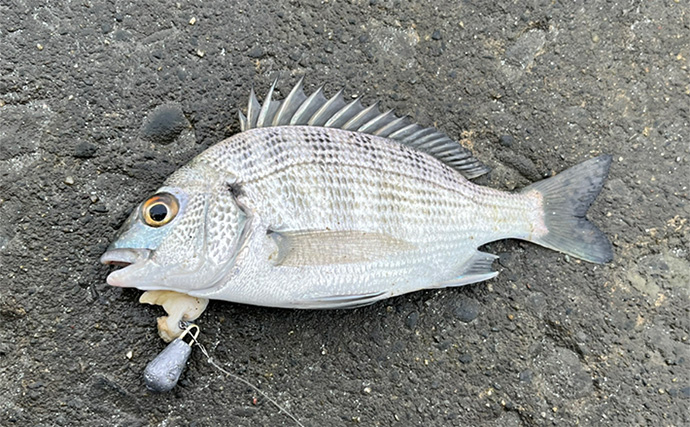 「冷凍アサリ＋直リグ＝アサリグ」でアタリ連発！【静岡】チヌにへダイをキャッチ成功