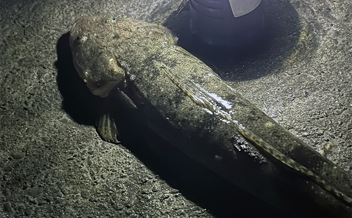 ダイソーの「クラブワーム」で良型マゴチをキャッチ【浜名湖】直リグに即ヒット！