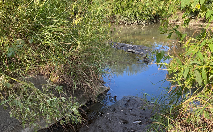 「高活性のシーズンのはずだけど・・」パンコイ釣行でまさかの苦戦【埼玉・綾瀬川】