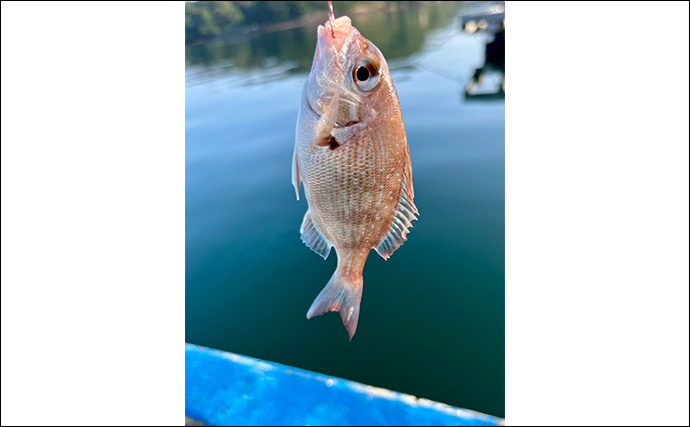 初秋のかかり釣りでクロダイ7尾キャッチ【三重・海香】サナギ&コーンエサが的中