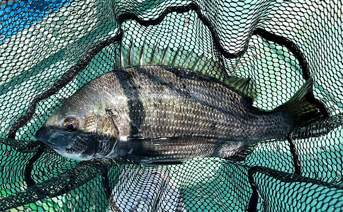 初秋のかかり釣りでクロダイ7尾キャッチ【三重・海香】サナギ&コーンエサが的中