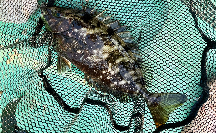 初秋のかかり釣りでクロダイ7尾キャッチ【三重・海香】サナギ&コーンエサが的中