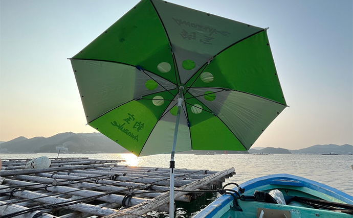 初秋のかかり釣りでクロダイ7尾キャッチ【三重・海香】サナギ&コーンエサが的中