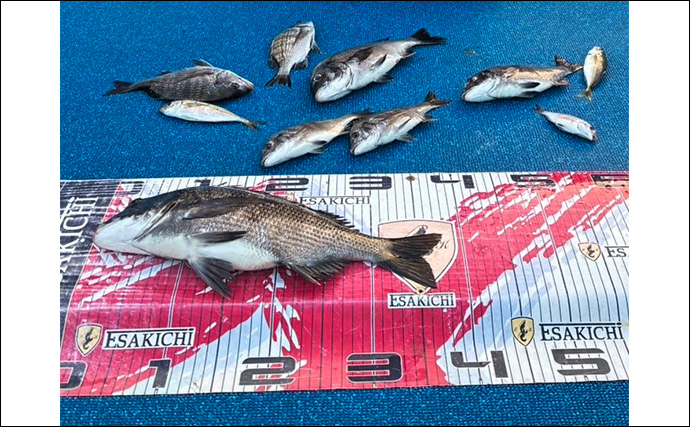 初秋のかかり釣りでクロダイ7尾キャッチ【三重・海香】サナギ&コーンエサが的中