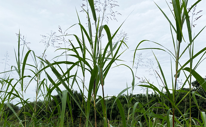 「川で釣りしたらくしゃみが止まらなくなった！」 釣りに行くなら花粉症対策も大事？