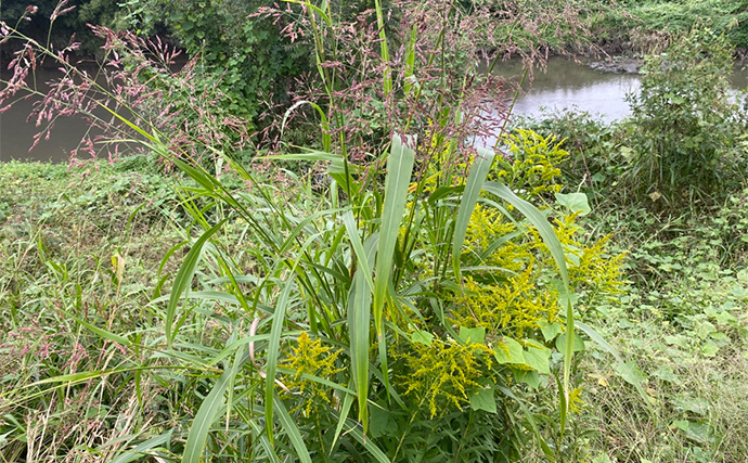「川で釣りしたらくしゃみが止まらなくなった！」 釣りに行くなら花粉症対策も大事？