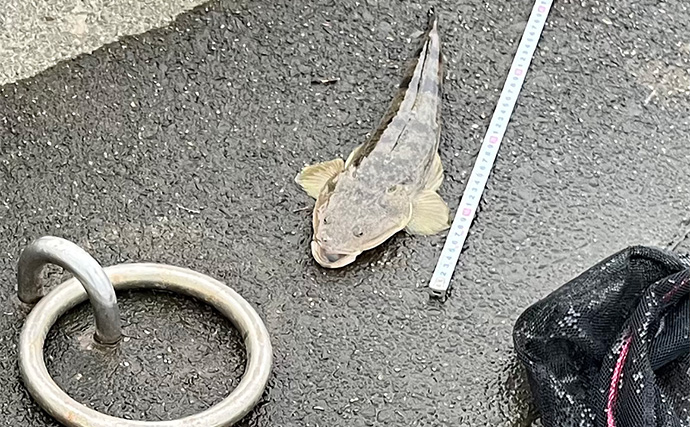 陸っぱりルアーマゴチゲームで本命連発！【木曽川河口】バス用ワームに好反応