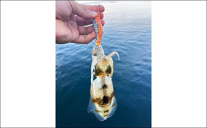 秋エギングでアオリイカの数釣りを達成【大分】コロッケ～トンカツサイズも混じる