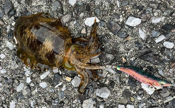 秋エギングでアオリイカの数釣りを達成【大分】コロッケ～トンカツサイズも混じる