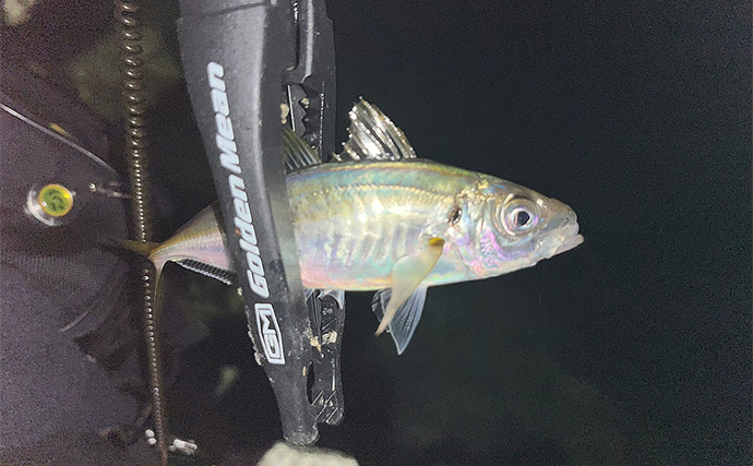 秋エギングでアオリイカの数釣りを達成【大分】コロッケ～トンカツサイズも混じる