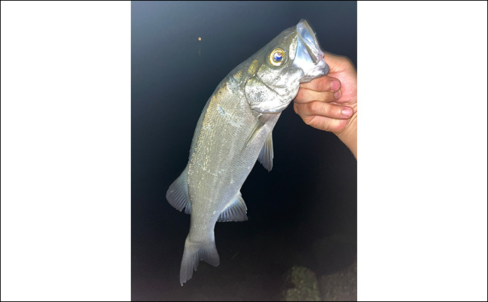 秋エギングでアオリイカの数釣りを達成【大分】コロッケ～トンカツサイズも混じる