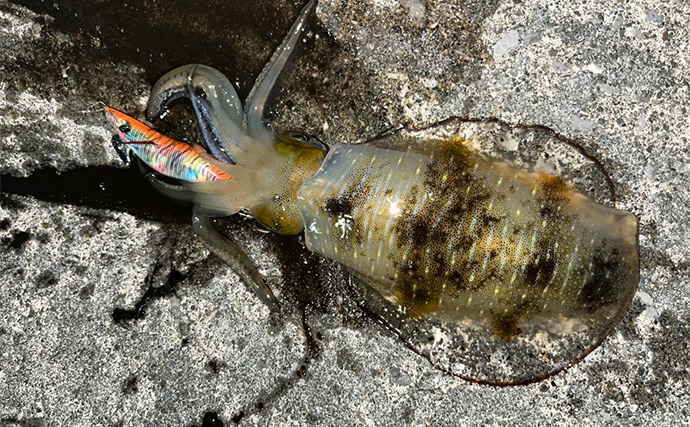 秋エギングでアオリイカの数釣りを達成【大分】コロッケ～トンカツサイズも混じる