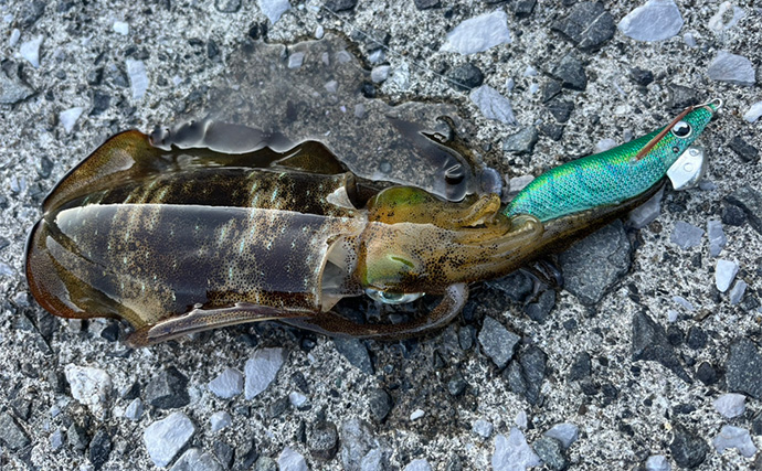 「エギングでイカのアタリが全く分からない・・」そんな人に試してもらいたい2つの対策