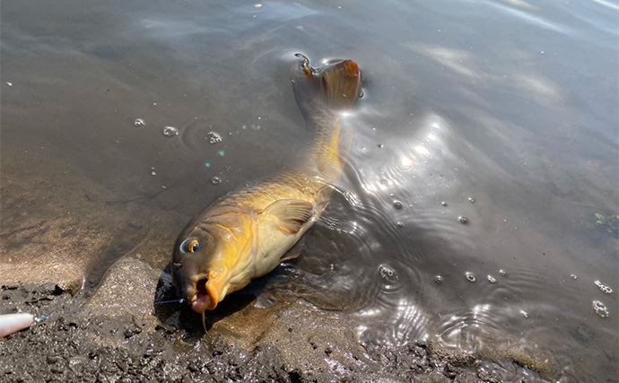 「高活性のシーズンのはずだけど・・」パンコイ釣行でまさかの苦戦【埼玉・綾瀬川】