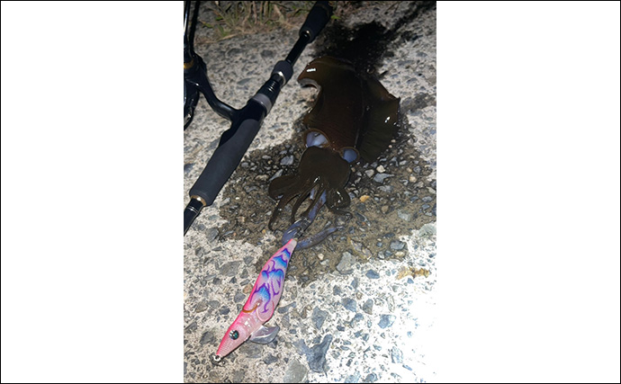 「意外な場所にチャンスあり！」陸っぱりエギング釣行で秋アオリイカと対面成功【島根】