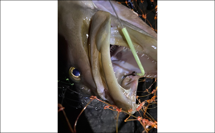 夜釣りで5.3kgアラ（クエ）をキャッチ！【山口】水深2〜3mの浅場ポイントでヒット