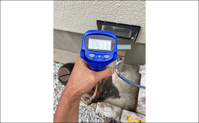 夜釣りで5.3kgアラ（クエ）をキャッチ！【山口】水深2〜3mの浅場ポイントでヒット