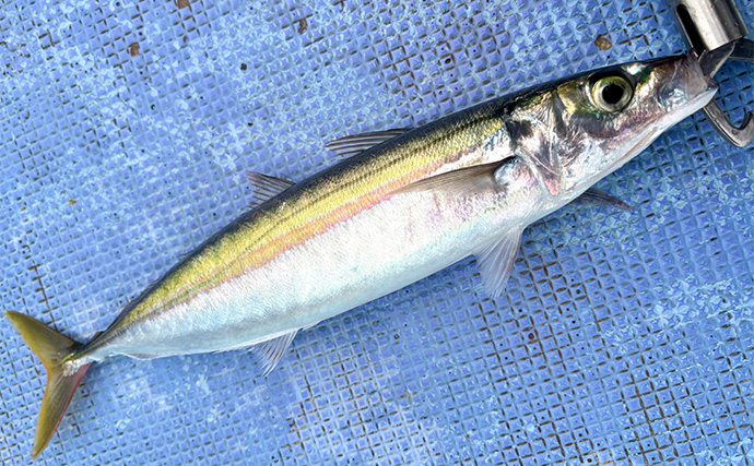 「シマアジ出るか！？」南房シマアジ五目釣りで多彩釣果【安田丸】仕掛け微調整が奏功