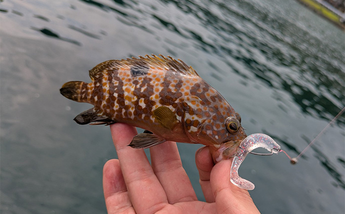 「エギングの合間に楽しもう！」エギングタックル流用のライトロックゲームでアコウ連発