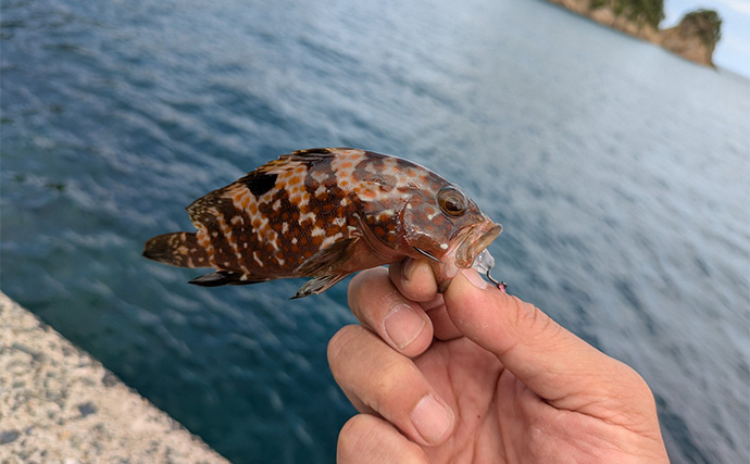 「エギングの合間に楽しもう！」エギングタックル流用のライトロックゲームでアコウ連発